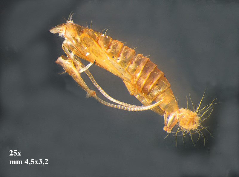 Phyllonorycter su ontano con parassitoidi